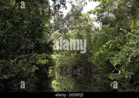 Fluss und Wald im Orinoco-Delta, Venezuela Stockfoto