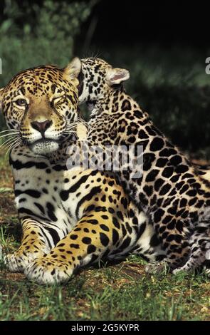 Jaguar, Jaguare (panthera onca), gefährdete Arten, Raubkatzen, Raubtiere, Säugetiere, Tiere, Mutter und Kub spielen Stockfoto