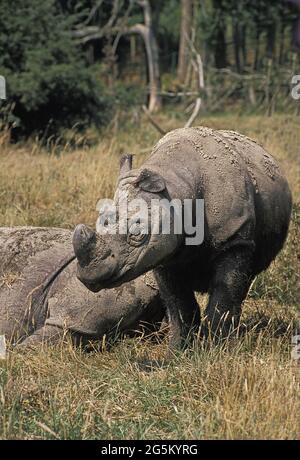 Sumatra-Nashorn (dicerorhinus sumatrensis) Stockfoto