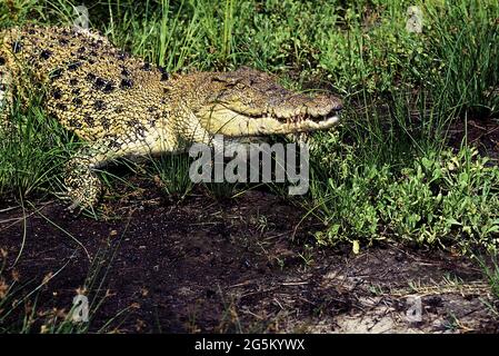 Australisches Salzwasser-Krokodil (Crocodylus porosus) oder Estuarine-Krokodil, Australien Stockfoto