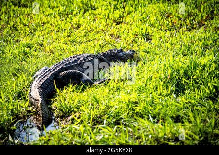 Nahaufnahme des Alligatorrückens, der im Sumpf des Sumpfes im Paynes Prariee Preserve State Park in Gainesville, Florida, im Sonnenlicht liegt Stockfoto