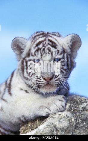 Weißer Tiger (panthera tigris), Cub Stockfoto