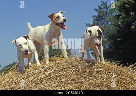 Jack Russell Terrier, Hunde stehen auf Strohballen Stockfoto