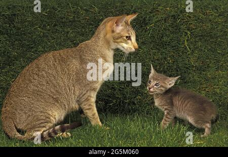 Orientalische Hauskatze, Mutter und Kätzchen Stockfoto