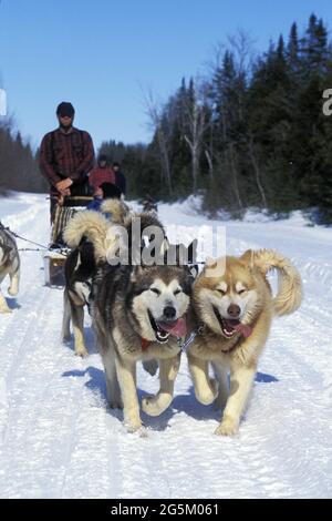 Siberian Husky, Mann Mushing Sled Dog Team, Quebec in Kanada Stockfoto