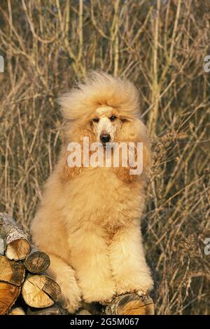 Aprikosen-Riesenpudel auf Holzstapel Stockfoto