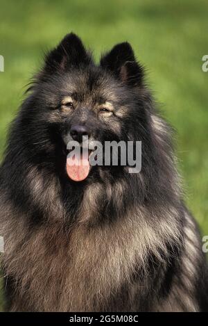 Wolfsspitz, Porträt eines Hundes mit hervorstachelter Zunge Stockfoto