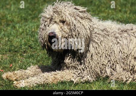 Komondor Hund, Erwachsener liegt auf dem Rasen Stockfoto