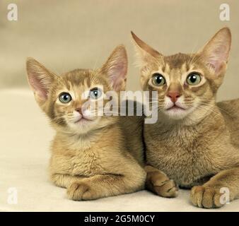 Rote Abessinier Hauskatze, Mutter und Kätzchen liegen Stockfoto