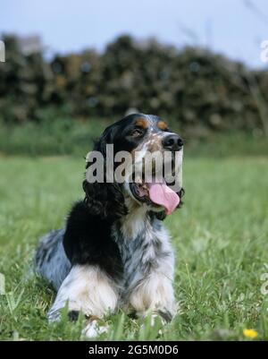 Englischer Setter Hund, Erwachsener liegt auf Gras mit der Zunge heraus Stockfoto