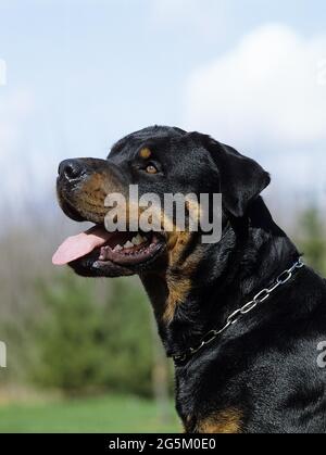 Rottweiler Hund, Porträt mit hervorraffenden Zungen Stockfoto