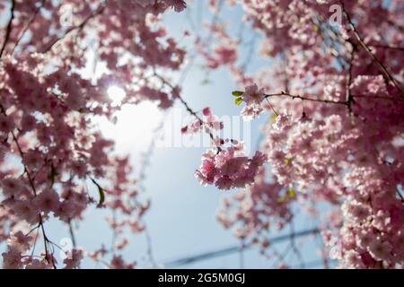 Nahaufnahme der Kirschblüte (Sakura) in einem japanischen Park Stockfoto