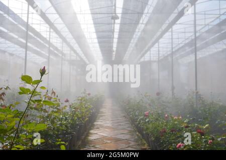 Plantagenrosen in einem Gewächshaus, Rosen, die in einem Gewächshaus in einer Rosenfarm blühen Stockfoto