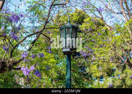 Straßenlaterne, Jacaranda mimosifolia Baum mit hellblau lila Blumen Hintergrund. Grün frisch ornamental blühende Pflanze, blauer Himmel, sonniger Tag Stockfoto