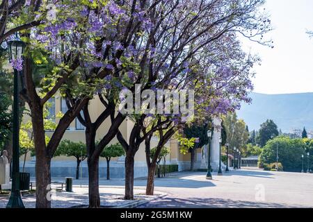 Die Straße mit jacaranda mimosifolia Bäumen fährt nach Zappeion Megaron Wahrzeichen Athen, Ziel Griechenland. Pflanzen mit blau-violetten Blüten Schatten der Stockfoto