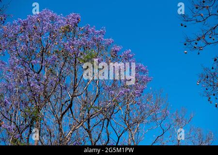 Jacaranda mimosifolia Baum blüht, leuchtend lila Farbe Blumen auf klaren blauen Himmel Hintergrund. Grüne frische Zierpflanze, sonniger Tag Stockfoto