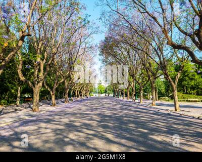 Jacaranda mimosifolia Bäume auf der Straße, die nach Zappeion Megaron Wahrzeichen Athen fährt, Ziel Griechenland. Pflanzen mit blau-violetten Blüten Schatten der Stockfoto