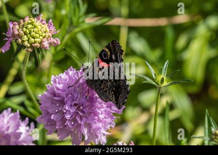 Schmetterling auf Scabiosa Stockfoto