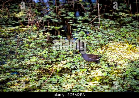 Amerikanische Purpurgallinule, die in Sumpfwasser für Nahrung in Gainesville, Florida Paynes Preserve State Park Watershed, USA, steht Stockfoto