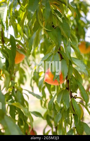 Pfirsichpflücken im Pfirsichgarten in Georgetown, Texas Stockfoto