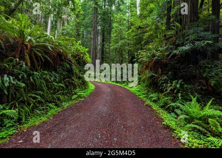 CAL Barrel Road im Pririese Creek Redwoods State Park im Humboldt County im Norden von Kalifornien Stockfoto