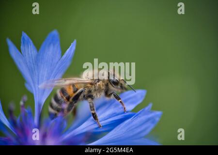 Eine westliche Honigbiene, APIs mellifera, in Nahaufnahme, die zu den wahren Bienen gehört, sammelt Pollen von einer schönen blauen Kornblume Stockfoto