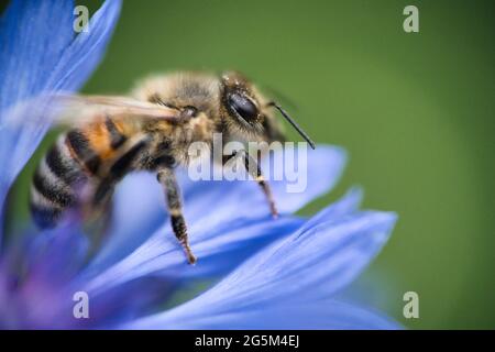 Eine westliche Honigbiene, APIs mellifera, in Nahaufnahme, die zu den wahren Bienen gehört, sammelt Pollen von einer schönen blauen Kornblume Stockfoto