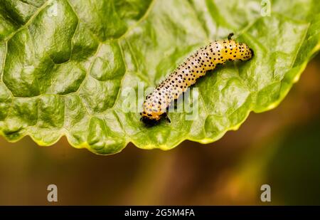 Die Larven der Stachelbeersawfly können Stachelbeerpflanzen schnell entlaubigen Stockfoto