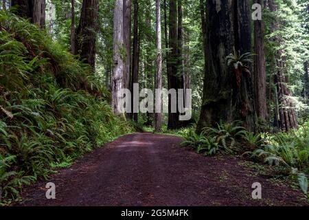 Die CAL Barrel Road im Pririry Creek Redwoods State Park im nordkalifornischen Humboldt County war einst eine Forststraße. Stockfoto