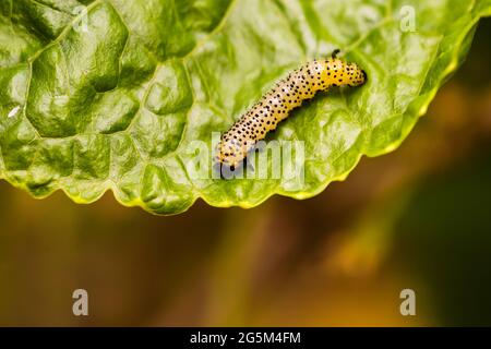 Die Larven der Stachelbeersawfly können Stachelbeerpflanzen schnell entlaubigen Stockfoto