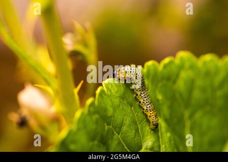 Die Larven der Stachelbeersawfly können Stachelbeerpflanzen schnell entlaubigen Stockfoto