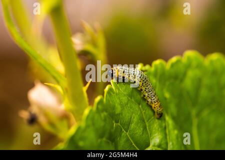 Die Larven der Stachelbeersawfly können Stachelbeerpflanzen schnell entlaubigen Stockfoto