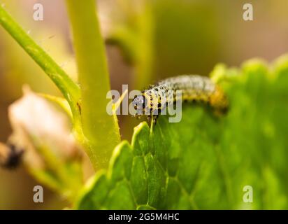 Die Larven der Stachelbeersawfly können Stachelbeerpflanzen schnell entlaubigen Stockfoto