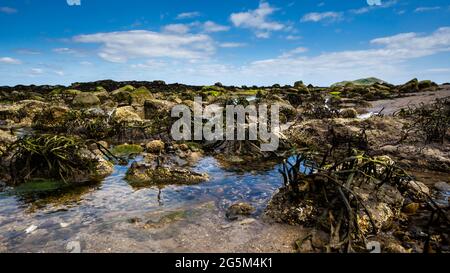 Ein grauer Reiher blickt auf den Strand im Firth of Forth, East Lothian, Schottland Stockfoto