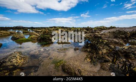 Ein grauer Reiher blickt auf den Strand im Firth of Forth, East Lothian, Schottland Stockfoto