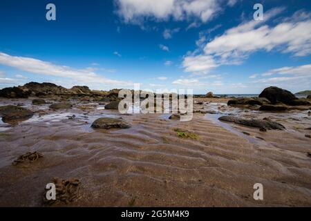 Ein grauer Reiher blickt auf den Strand im Firth of Forth, East Lothian, Schottland Stockfoto