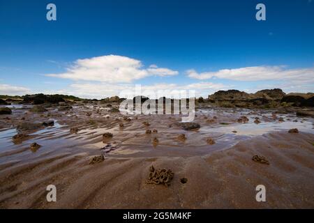 Ein grauer Reiher blickt auf den Strand im Firth of Forth, East Lothian, Schottland Stockfoto