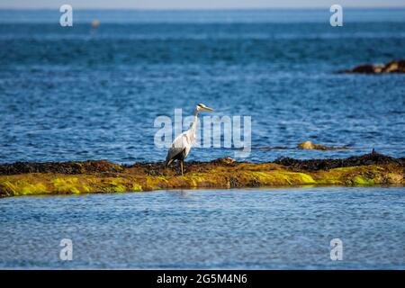 Ein grauer Reiher blickt auf den Strand im Firth of Forth, East Lothian, Schottland Stockfoto