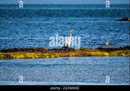 Ein grauer Reiher blickt auf den Strand im Firth of Forth, East Lothian, Schottland Stockfoto