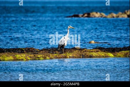 Ein grauer Reiher blickt auf den Strand im Firth of Forth, East Lothian, Schottland Stockfoto