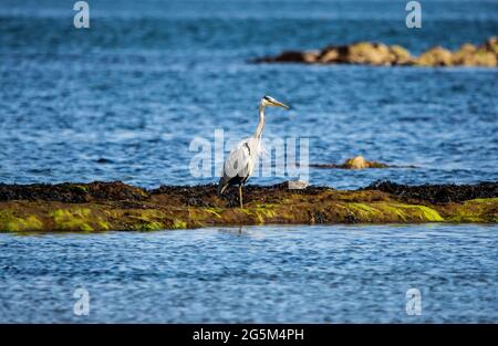 Ein grauer Reiher blickt auf den Strand im Firth of Forth, East Lothian, Schottland Stockfoto