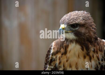 Porträt des Rotschwanzhawkens Stockfoto
