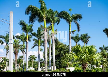 Palmen auf der Straße in Bonita Springs, Florida Beach City Stadt am Tag in Lee County mit blauem Himmel im Frühling Stockfoto