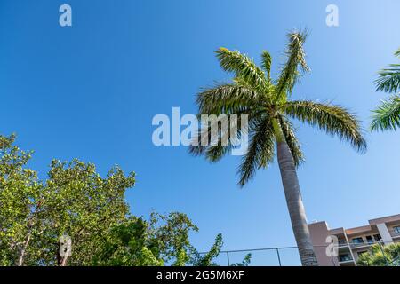 Bonita Springs, Florida Stadt in Collier County in der Nähe von Barefoot Beach mit Blick auf die Palmen und den blauen Himmel der Wohnungs-Nachbarschaft Stockfoto