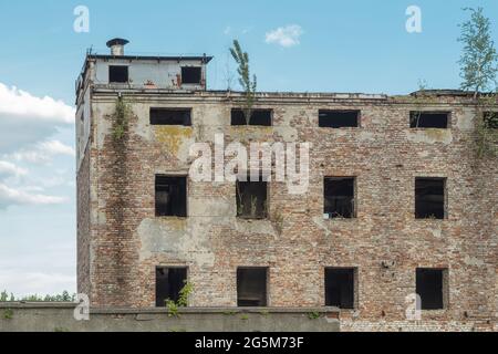Ein altes verlassene rotes Ziegelgebäude ohne Fenster. Verlassene Ziegel, ein junger Baum wird aus den Fenstern sprießen. Ruinen für den Abriss Stockfoto