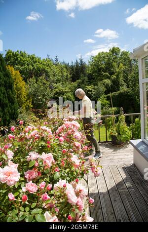 Eine Dame pflegt rosa Rosen an einem Sommertag. Stockfoto