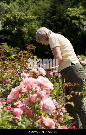 Eins mit der Natur: Eine Dame, die an einem Sommertag ihre rosa Rosen pflegt. Stockfoto