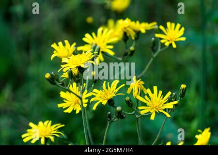 Gelbe, dandelionenartige Blüten, gelbe Wildblume im grünen Gras. Stockfoto