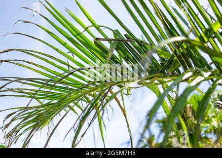 Nahaufnahme von bunten grünen, hellen Palmenblättern, isoliert gegen den blauen Himmel in Miami, Florida, während eines sonnigen Tages mit Blick auf den Himmel Stockfoto
