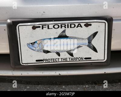 In den USA. Juni 2021. Die Florida Keys, eines der am besten erhaltenen Meeresökosysteme im Sunshine State, sind der richtige Ort, wenn Sie auf der Suche nach einem spannenden Angelabenteuer im Tarpon sind. Kredit: John Marshall Mantel/ZUMA Wire/Alamy Live Nachrichten Stockfoto